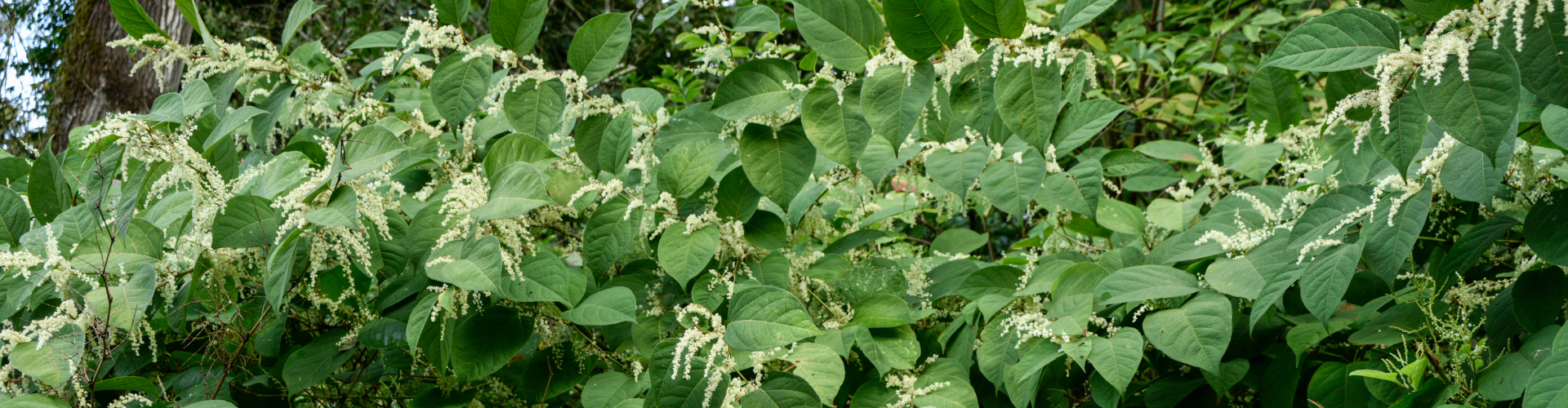 A Day in the Life of a Japanese Knotweed Expert