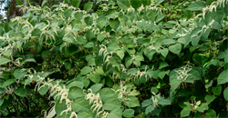A Day in the Life of a Japanese Knotweed Expert