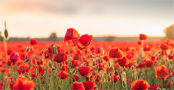 Rajan Marwaha v Director of Border Revenue & Anor Revenue & Anor