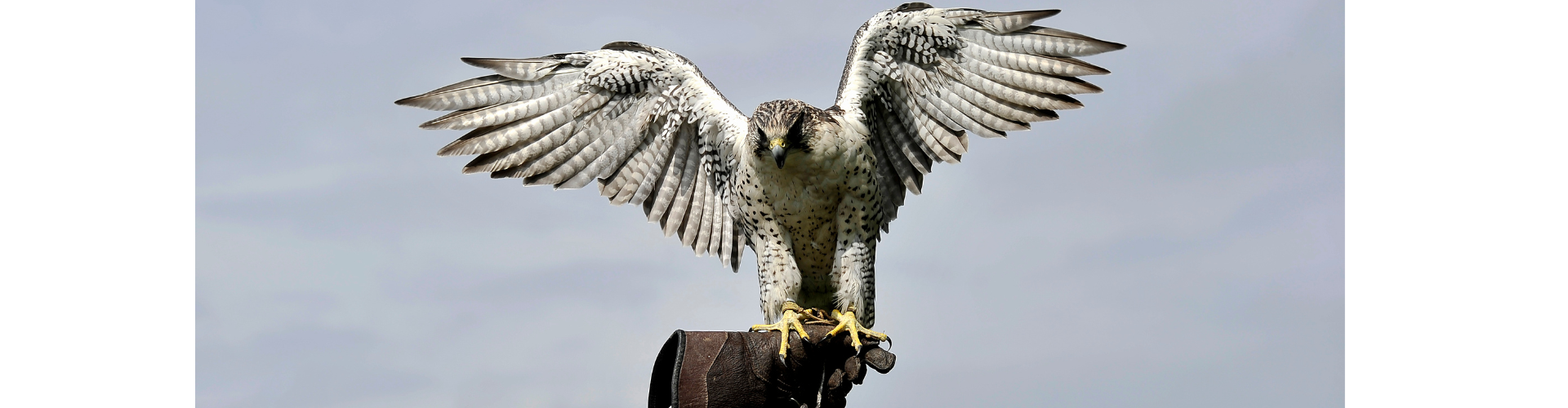 Martin Craig Nicholas & Ors v Barnes Davison Thomas & Anor [2025] EWHC 752 (Ch)