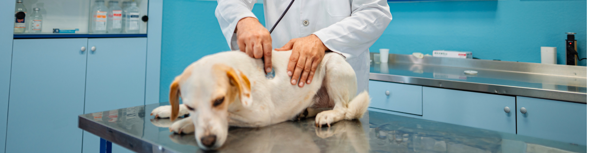 A Day in the Life of a Veterinary Expert Witness