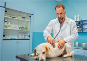 A Day in the Life of a Veterinary Expert Witness